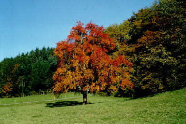 arbre rouge