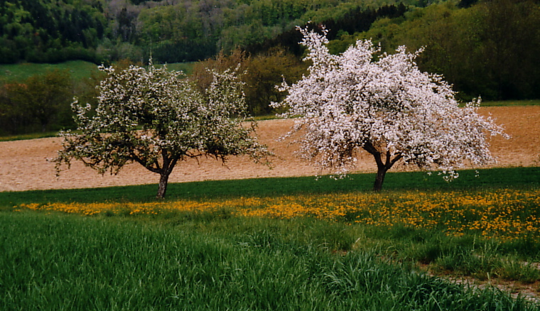 arbres blanc et vert