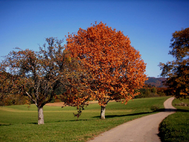 deux arbres