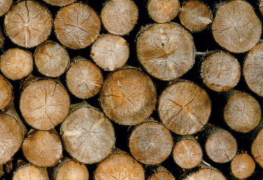 pile de bois