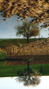 arbre miroir