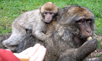 bb singe et sa maman