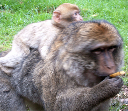 bb singe et maman